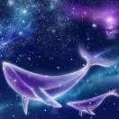 ゾ海洋恋了鲸 の